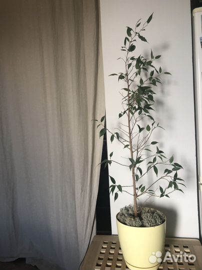 Фикус бенджамина