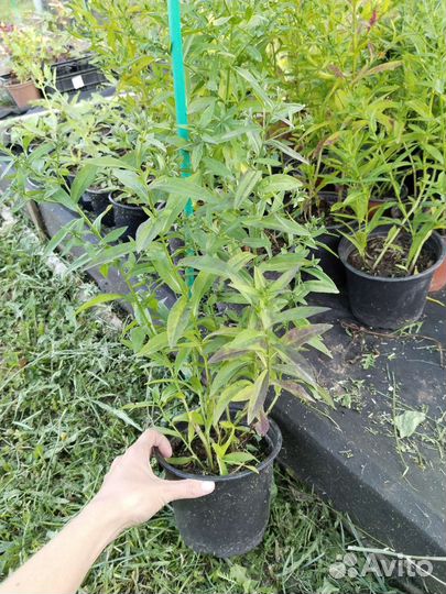 Астра многолетняя кустовая Старлайт, зкс 1,5л