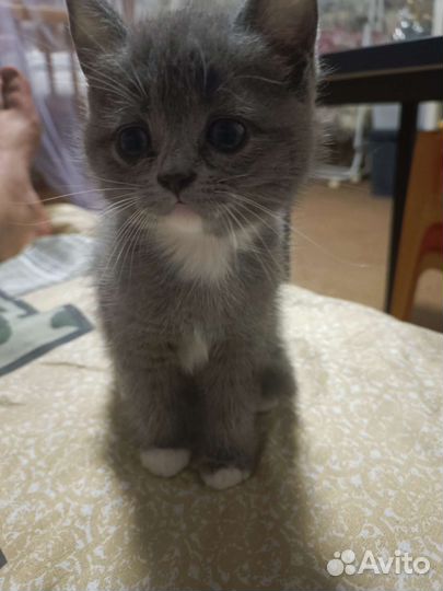 Британская кошка в дар