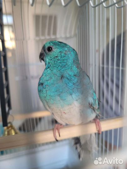 Певчий попугай