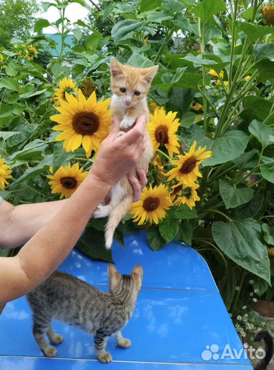 Котята в дар