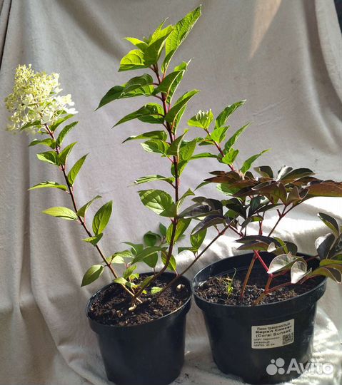 Гортензия, пионы