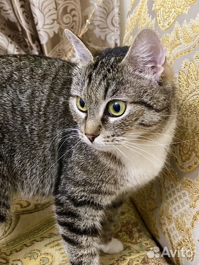 Очень ищет дом кошечка