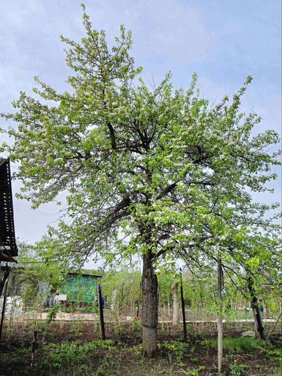 Дача 15 м² на участке 5 сот.