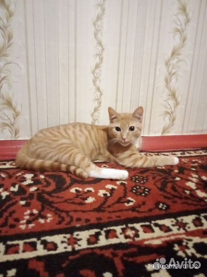 Рыжий котенок