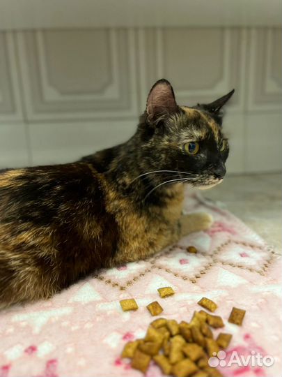 Трехцветная красавица