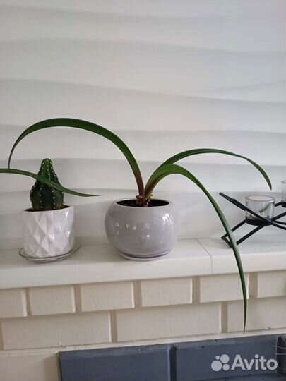 Комнатные растения