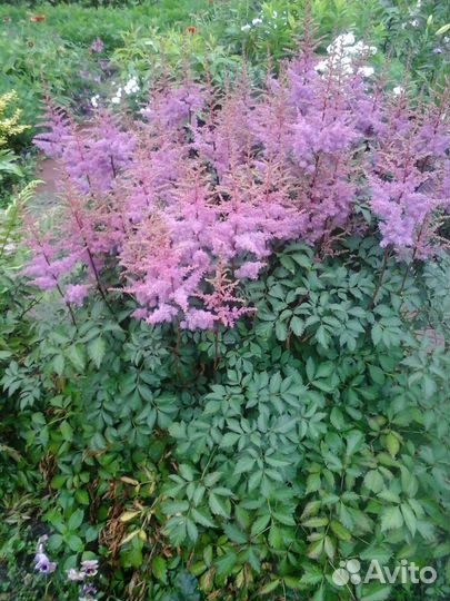Спирея японская.Дицентра.Бадан.Астильба