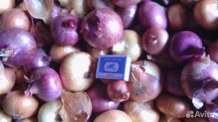 На перо и еду отборный лук