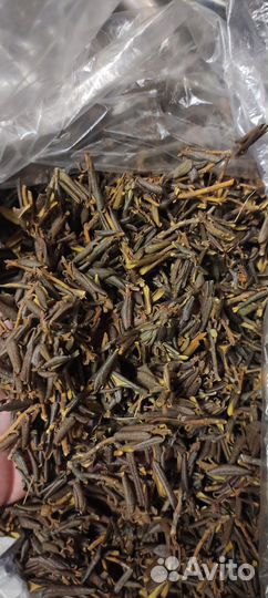 Чай саган дайля