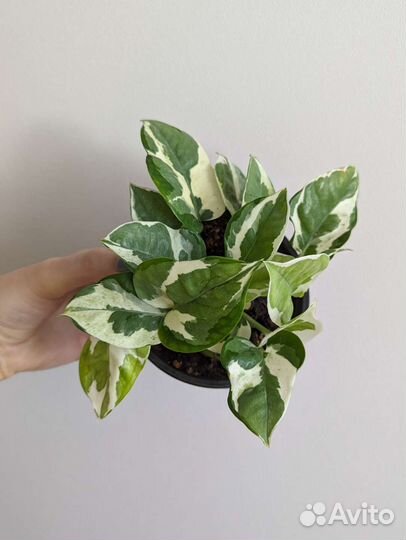 Сциндапсус Н Джой, хэппи лиф