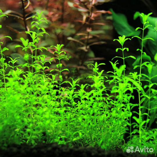 Аквариумные растения, вабикусы