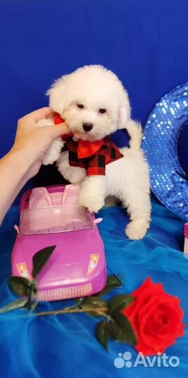 Милота - Бишон Фризе