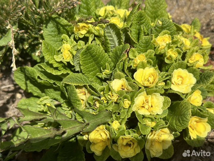 Лиатрис, Шалфей, Ирисы, флоксы