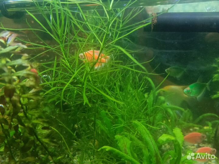Аквариумные растения прополка