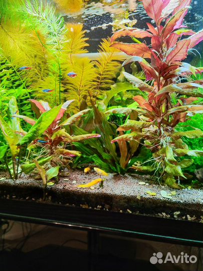 Аквариум