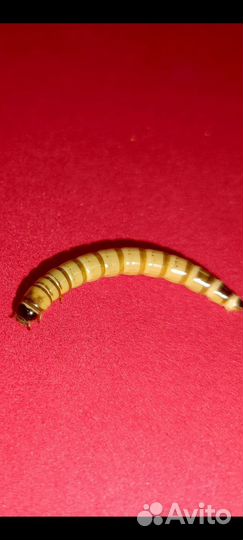 Зофобас живой