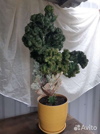 Большой кактус