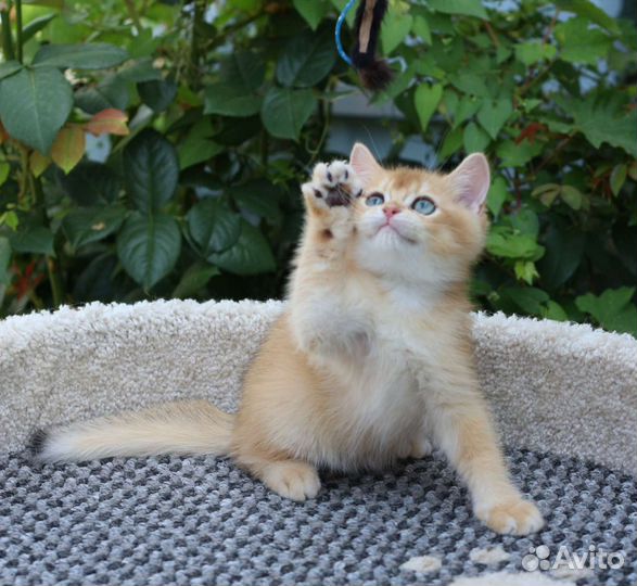 Золотые котята мальчики и девочки