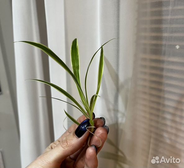 Хлорофитум