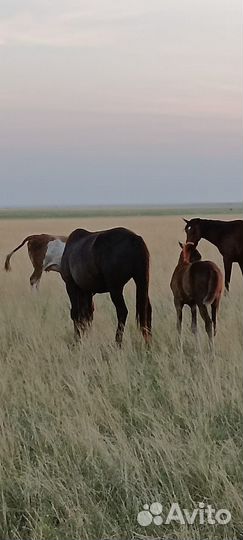 Кобылы с жеребенком