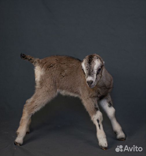 Ламанча козы