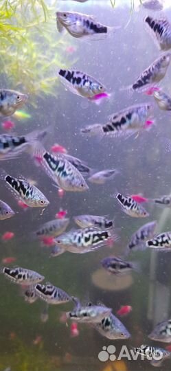Аквариумные Рыбки