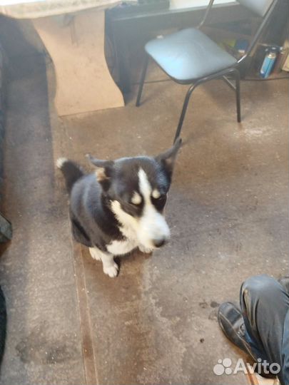 Собака в добрые руки щенок