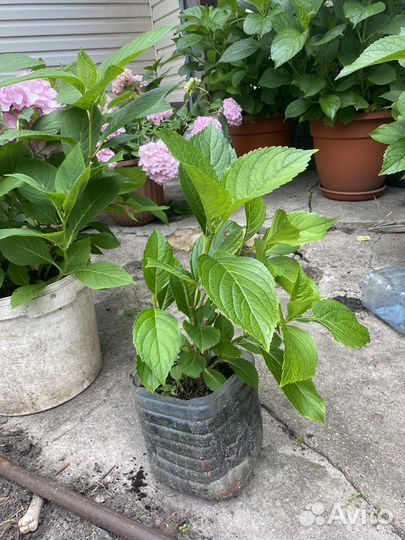 Гортензия розовая