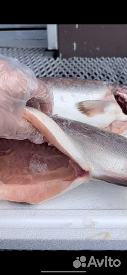 Форель Карелия Оптом