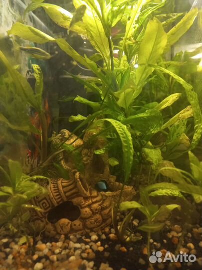 Аквариум 40л с рыбками