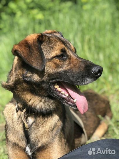 Собака в добрые руки отдам бесплатно