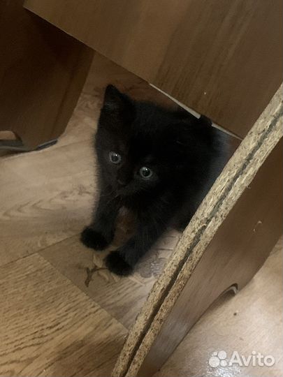 Кошки бесплатно