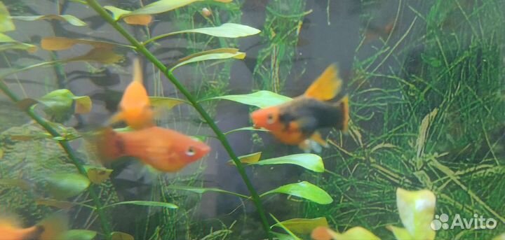 Рыбки