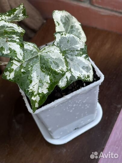 Плющи сортовые