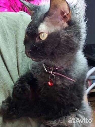 Кот Кузьма Нафаныч ждёт семью