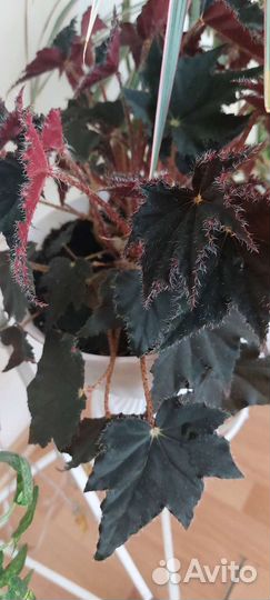 Бегония Черный Бархат