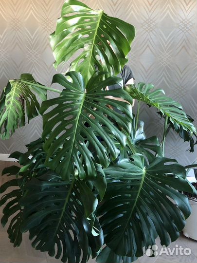 Монстера Делициоза (крупная форма)