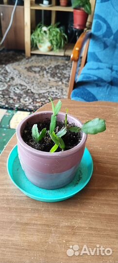 Каланхоэ, кислица, кофе, роза