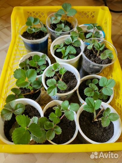 Саженцы клубники в стаканчиках