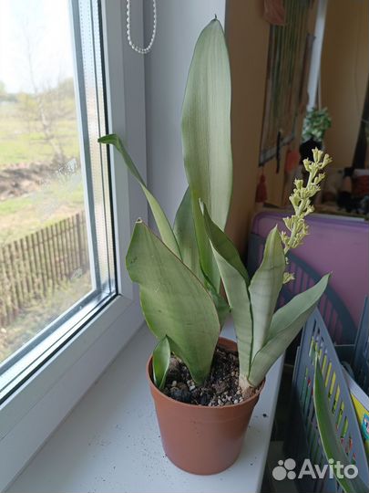 Сансевиерия сортовая