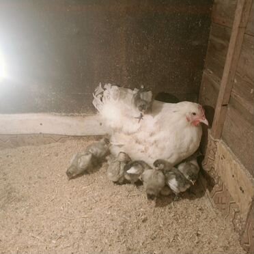 Инкубационное яйцо породистых кур мясояичного напр