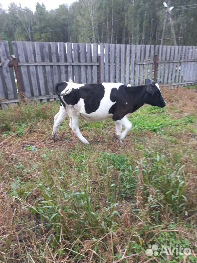 Телята телочки