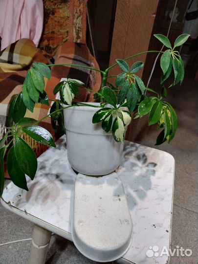 Шефлера вариегатная