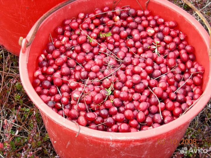 Ягоды облепиха клюква