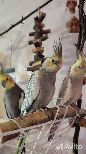 Попугай корелла птенец ручная девочка