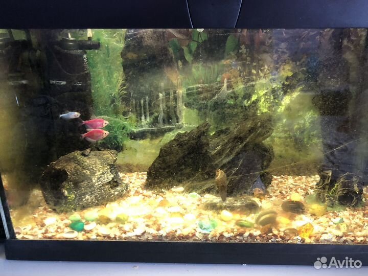Аквариум с рыбками