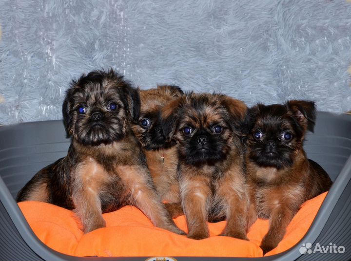 Брюссельский гриффон