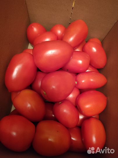 Помидоры домашние