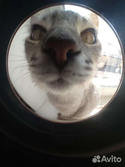 Кот в добрые руки